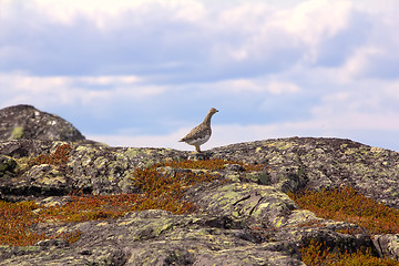 Image showing Ptarmigan in mountain tundra of Norwegian fjelds (hills)