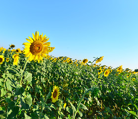 Image showing sunflower field