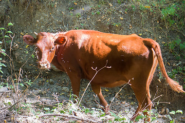 Image showing Young cow graze in mountain forest