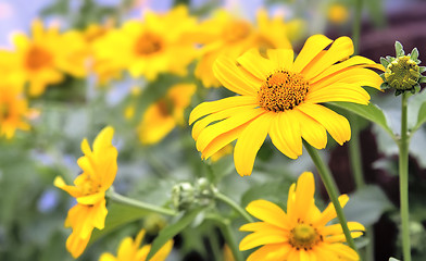 Image showing Big beautiful flower with yellow petals.