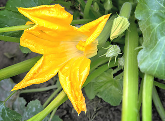 Image showing Pumpkin flower among green leaves.