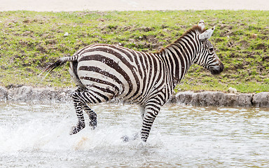 Image showing Zebra running through water