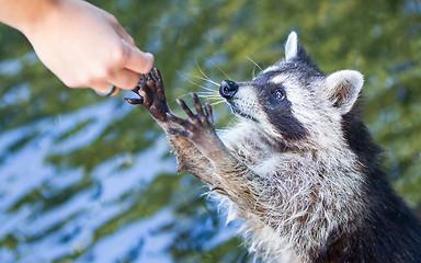 Image showing Racoon begging for food