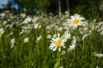 Image showing Daisies with summer feeling