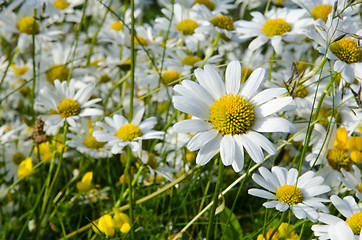 Image showing One focused daisy