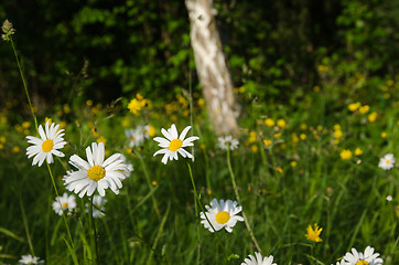 Image showing Blossom daisies in a green landscape