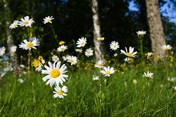 Image showing Daisies in a meadow with summer feeling