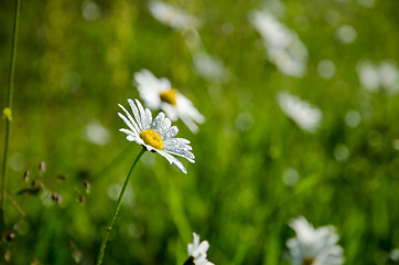 Image showing Daisy with water drops