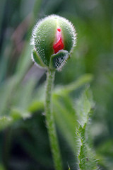 Image showing Bud Poppy