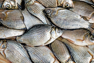 Image showing Fish hooked in the river on a table surface.