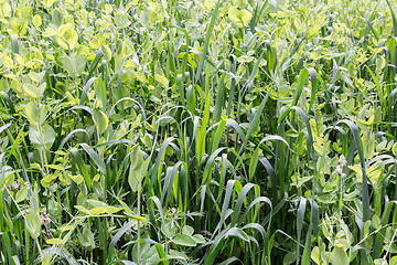 Image showing Young shoots of oats , Lupin, peas.