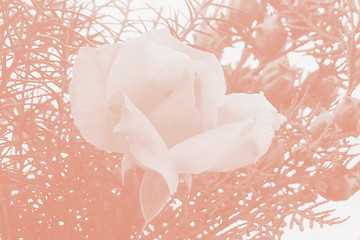 Image showing Blooming rose and leaves in pastel colours.