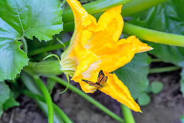 Image showing On pumpkin flower, sits a butterfly.