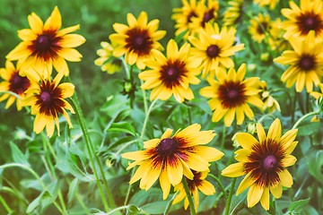 Image showing Yellow rudbeckia blooming among the leaves so green