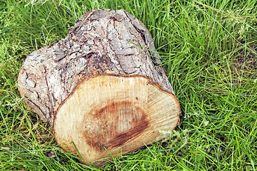 Image showing The stump of a sawn tree trunk.