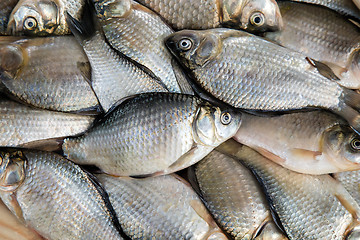 Image showing Fish hooked in the river on a table surface.