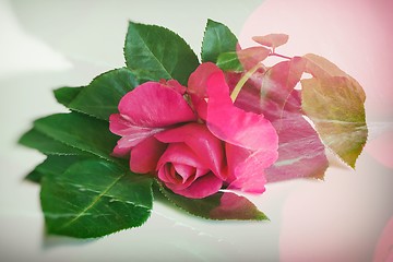 Image showing Flower red rose with leaves on a white background.