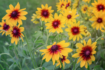 Image showing Yellow rudbeckia blooming among the leaves so green