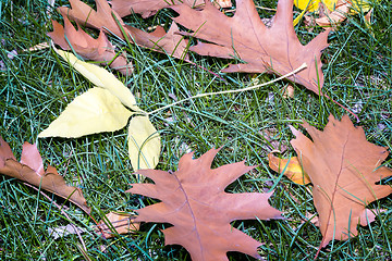 Image showing Fallen yellow oak leaves on a background of grass on the ground.