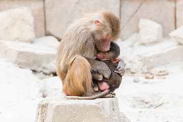 Image showing Baboon mother and her little one