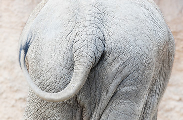 Image showing Skin and tail of African elephant