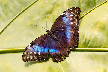 Image showing Butterfly in the green forest