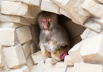 Image showing Adult female baboon resting