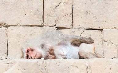 Image showing Adult male baboon sleeping