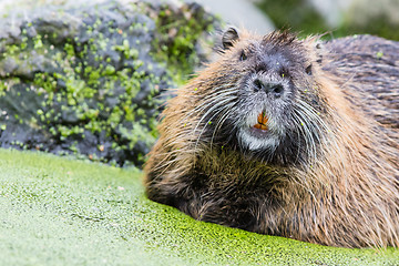 Image showing Myocastor coypus, single mammal