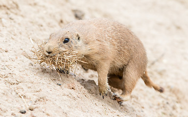 Image showing Black-Tailed prairie dog in it\'s natural habitat