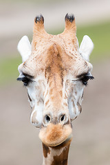 Image showing Giraffe close up, selective focus