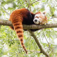 Image showing Red Panda, Firefox or Lesser Panda 