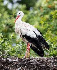 Image showing Two adult storks