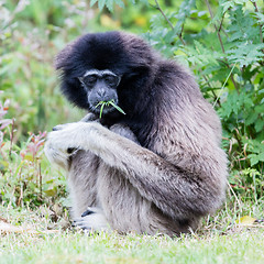 Image showing Adult white handed gibbon