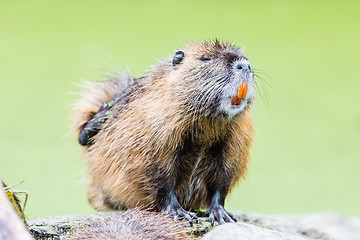 Image showing Myocastor coypus, single mammal