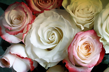 Image showing A bouquet of roses on light green background.