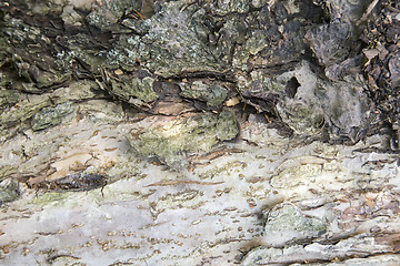 Image showing The trunk of an old tree foreground ( background image).