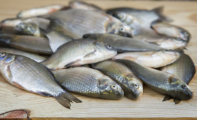 Image showing Fish hooked in the river on a table surface.