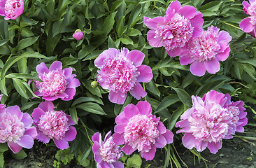 Image showing Blooming pink peonies surrounded by green leaves