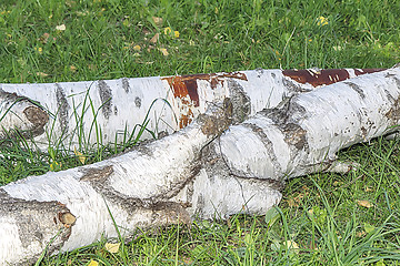 Image showing The felled trunk of a large birch.