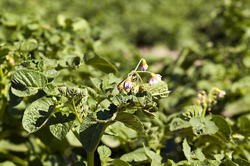 Image showing green leaves of potato