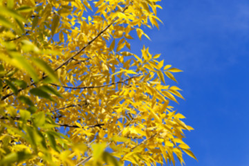 Image showing autumn in the park