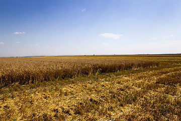 Image showing harvesting cereals, Agriculture