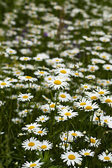 Image showing white daisy flowers.