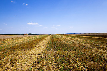 Image showing harvesting an agricultural field