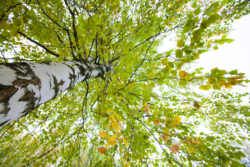 Image showing autumn in the park