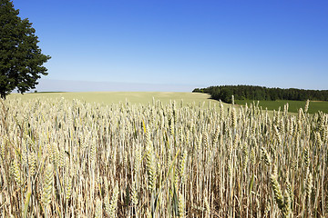 Image showing ripe yellow cereals