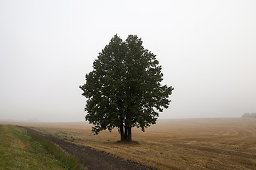 Image showing tree in the field