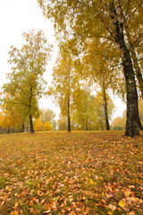 Image showing autumn in the park