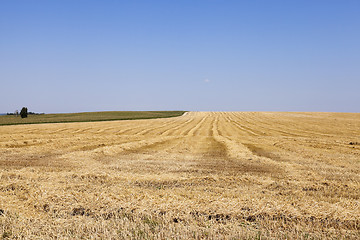 Image showing agricultural field with cereal